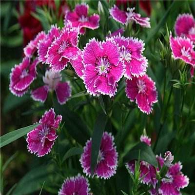 im电竞平台手机app下载